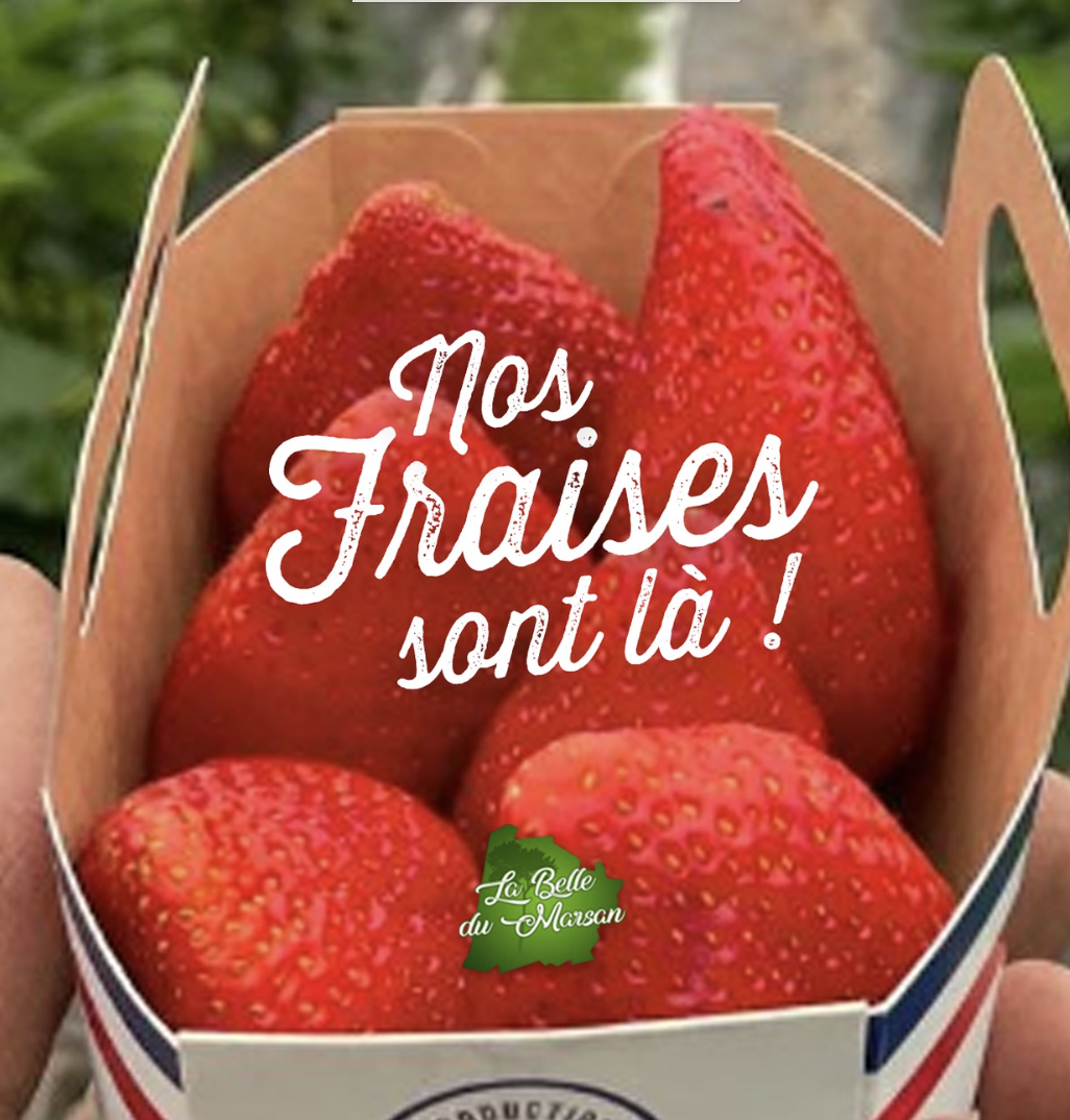 Fraises pleine terre