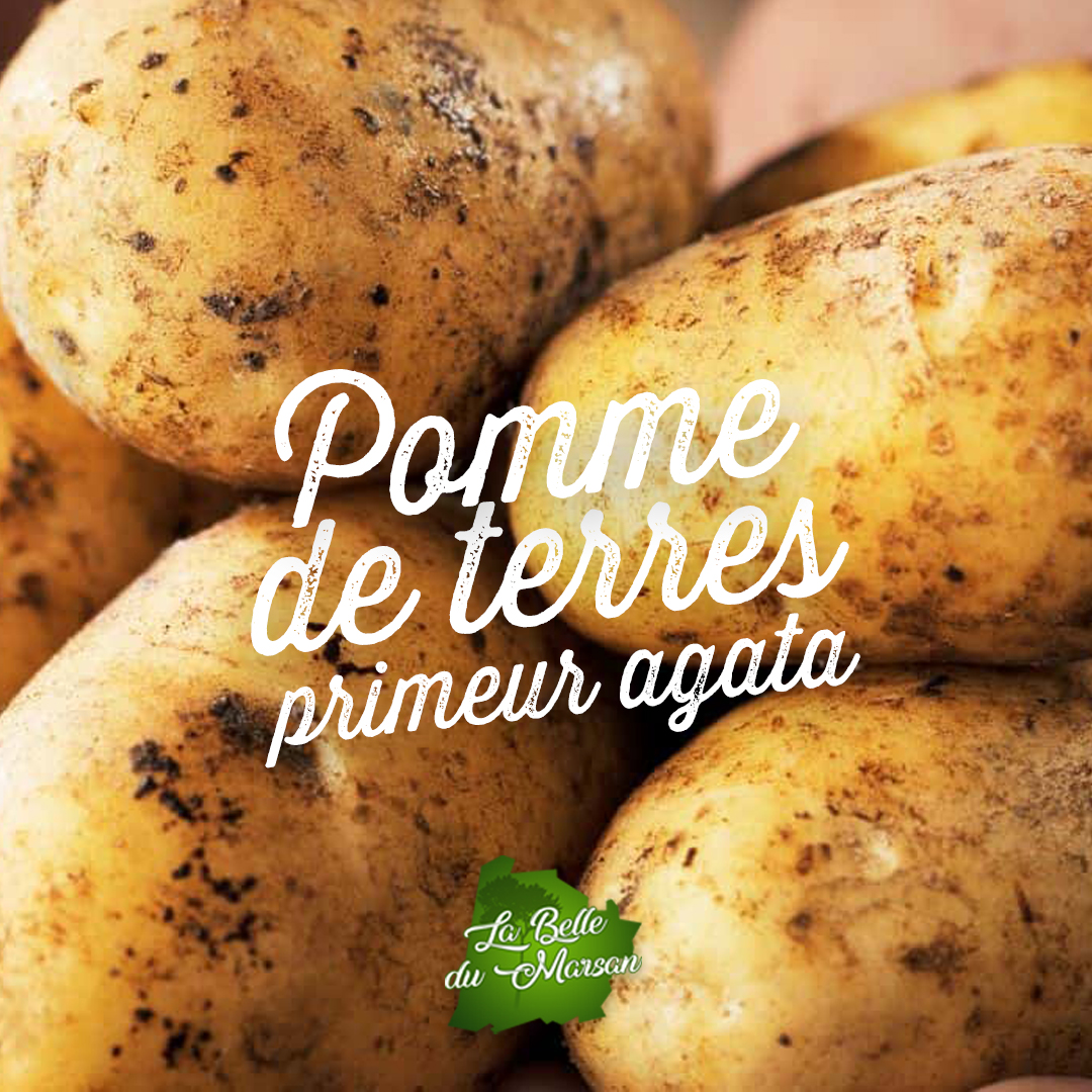 Pomme de terre primeur